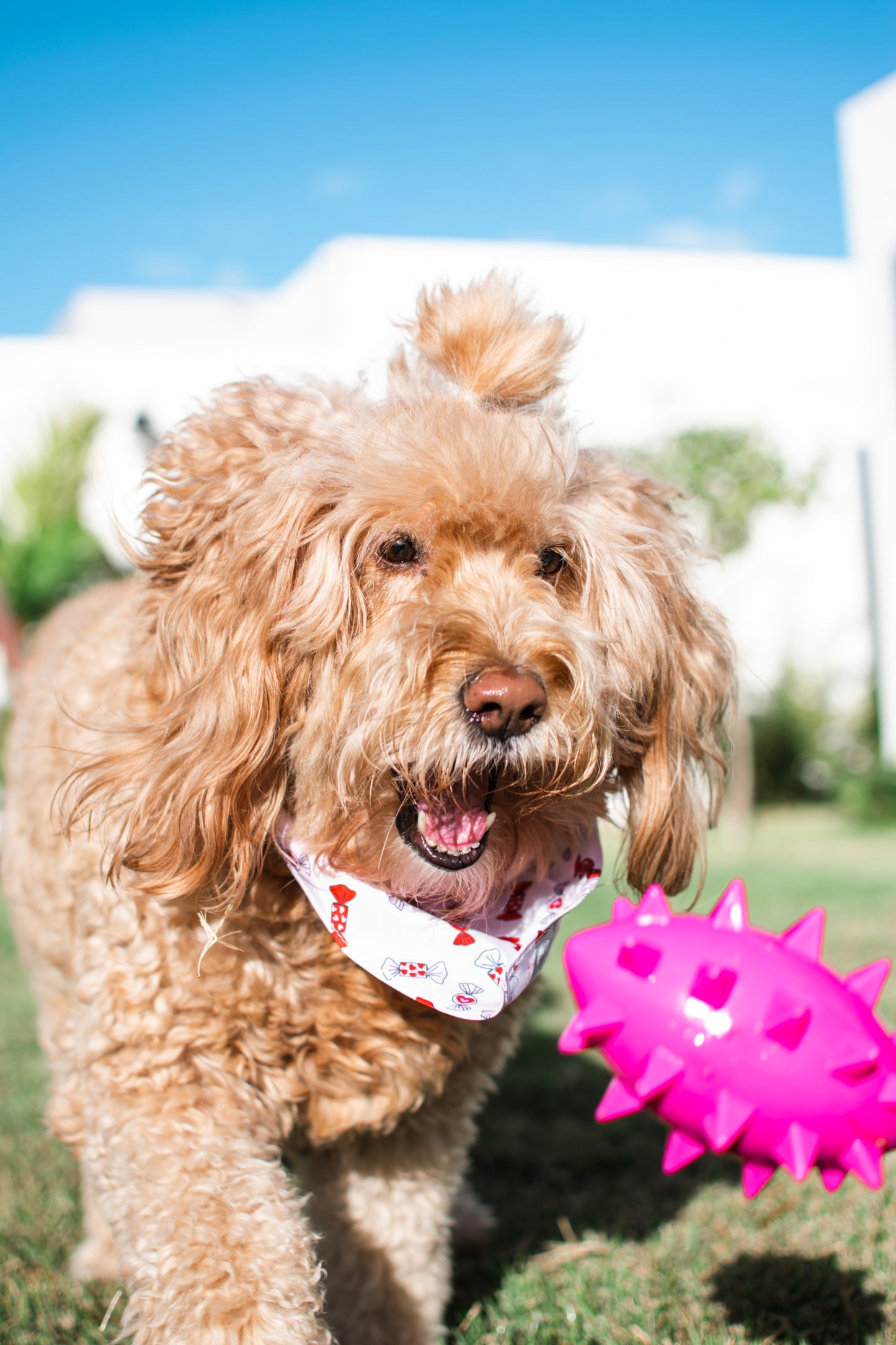 Kai Pup Limited Edition Valentines Bandanas - Candy